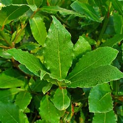 Laurier sauce / Laurus nobilis